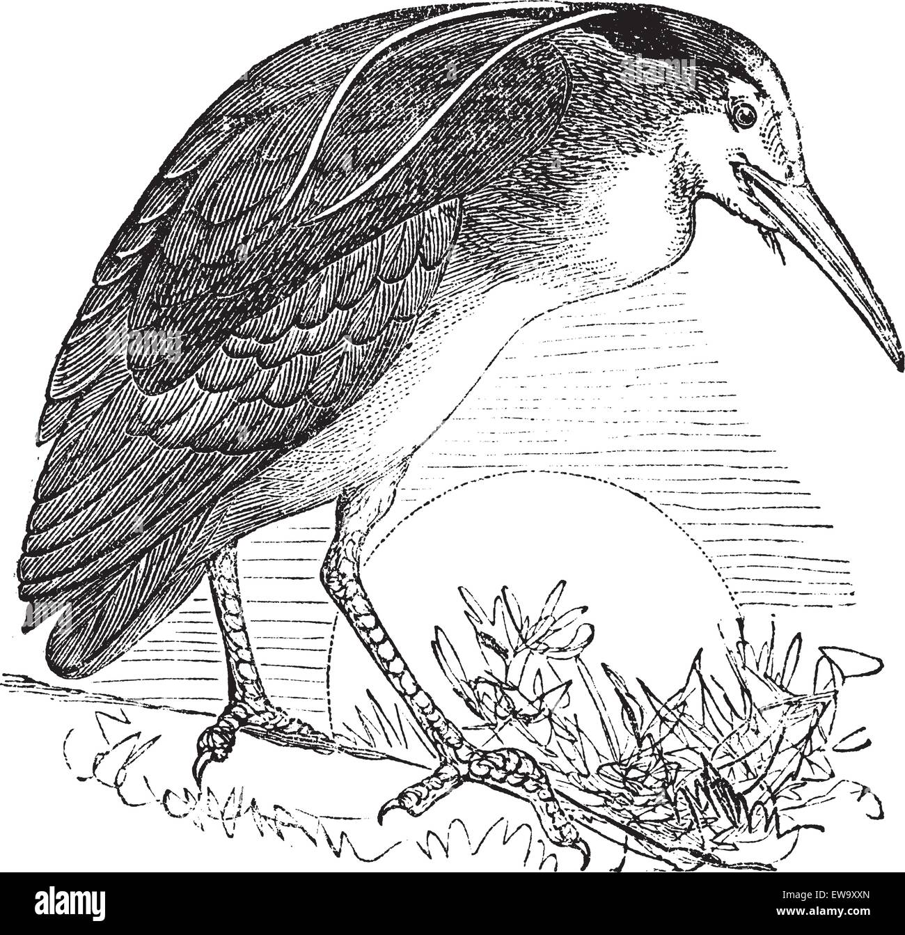 Night Heron also known as Nycticorax nycticorax, Bird, North America, vintage engraved illustration of Night Heron, North America. Stock Vector