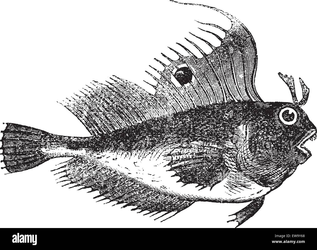Blennius ocellaris also known as butterfly blenny, fish, vintage engraved illustration of Blennius ocellaris. Stock Vector