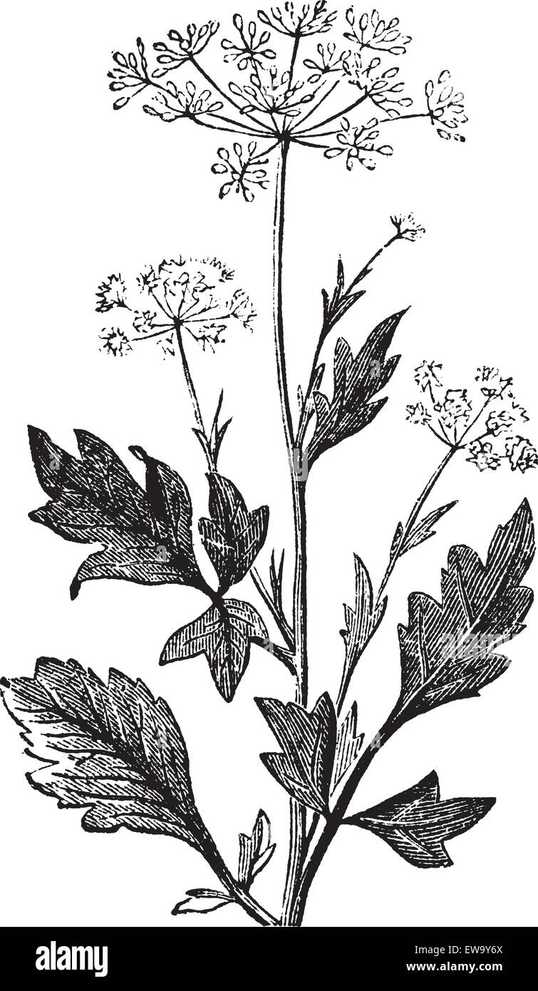 Anise or Anis or Aniseed or Pimpinella anisum vintage engraving.  Old engraved illustration of Anise seed Stock Vector