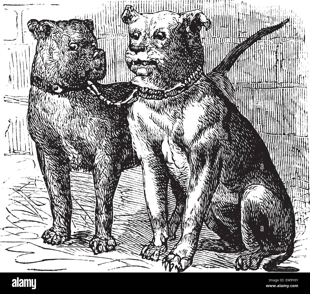Bulldog or English Bulldog or British Bulldog or Canis lupus familiaris, vintage engraving. Old engraved illustration of Bulldog. Stock Vector