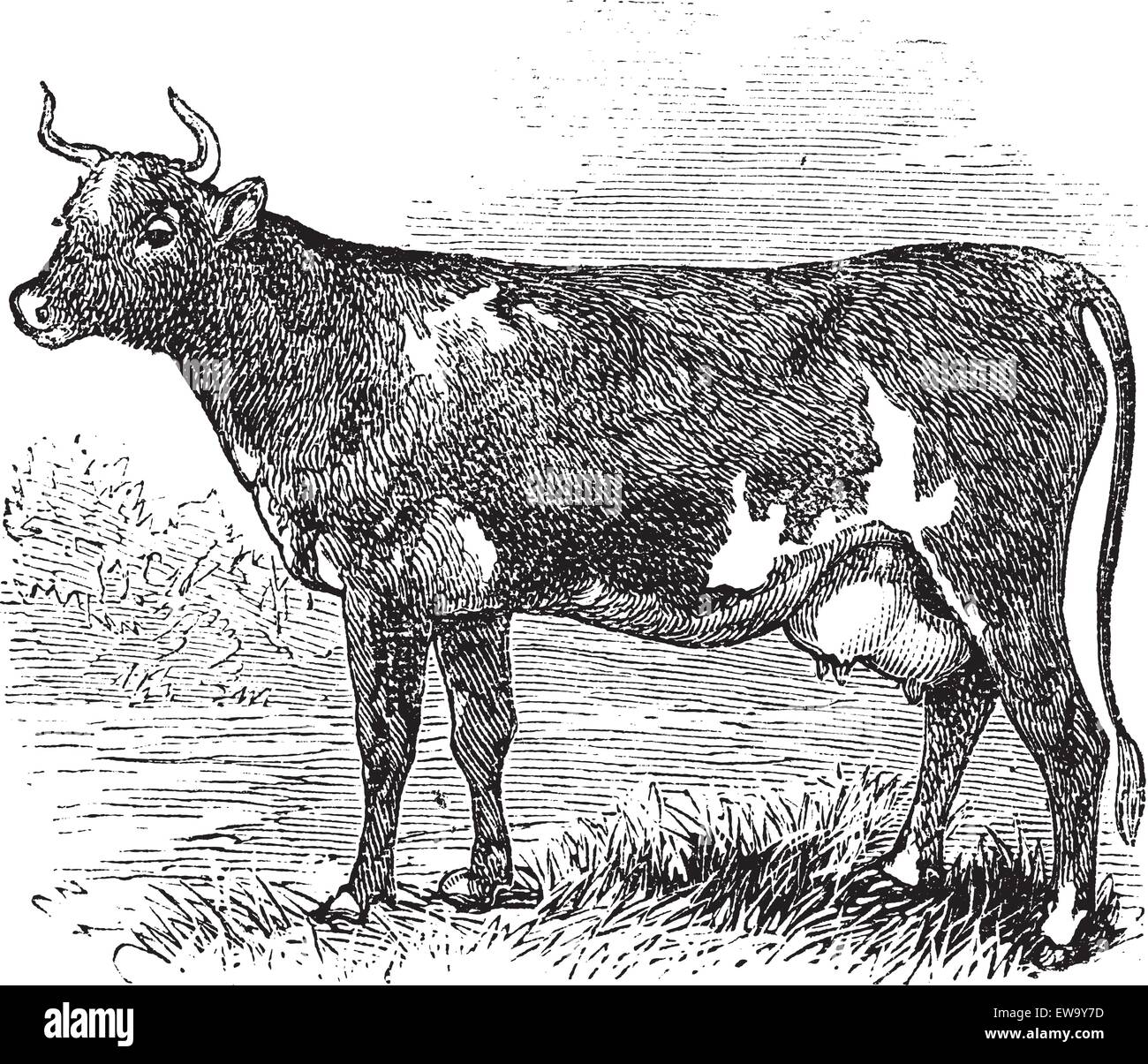 Ayrshire also known as Cunningham, vintage engraved illustration of Ayrshire, cattle. Stock Vector