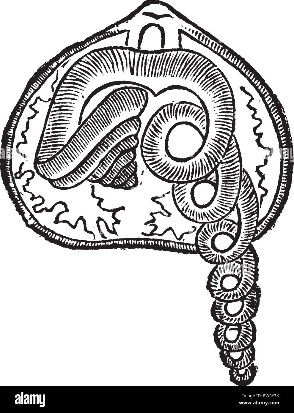 Brachiopod, marine, animal, vintage engraved illustration of Brachiopod, animal. Stock Vector