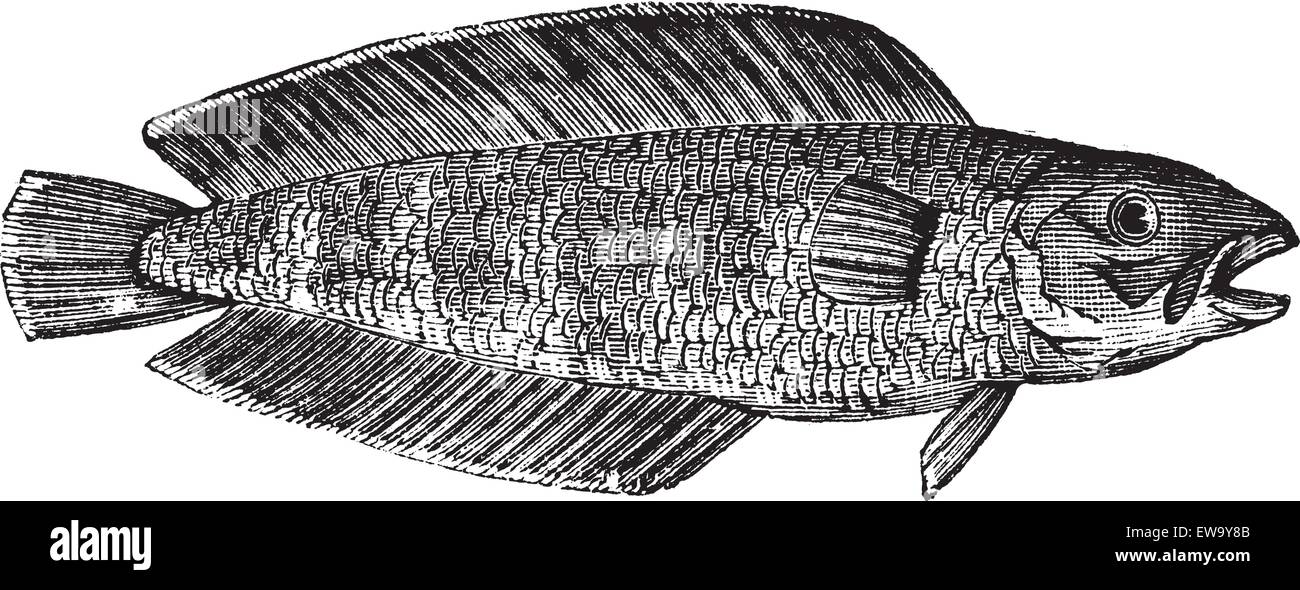 Cusk also known as Brosme brosme, marine, fish, vintage engraved illustration of Cusk, marine fish. Stock Vector