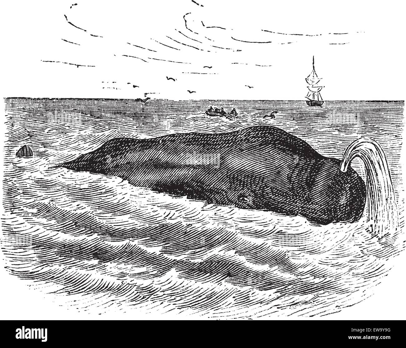 Sperm whale also known as Physeter macrocephalus, marine, mammal, vintage engraved illustration of Sperm whale, mammal. Stock Vector