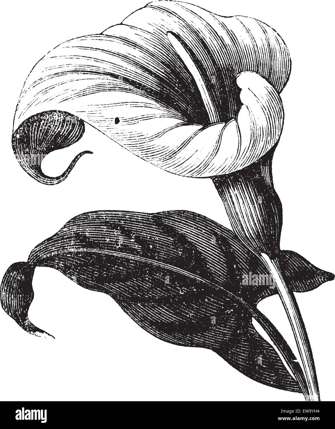 Zantedeschia aethiopica also known as Richardia Africana, flower, vintage engraved illustration of Zantedeschia aethiopica, flower, isolated against a white background. Stock Vector
