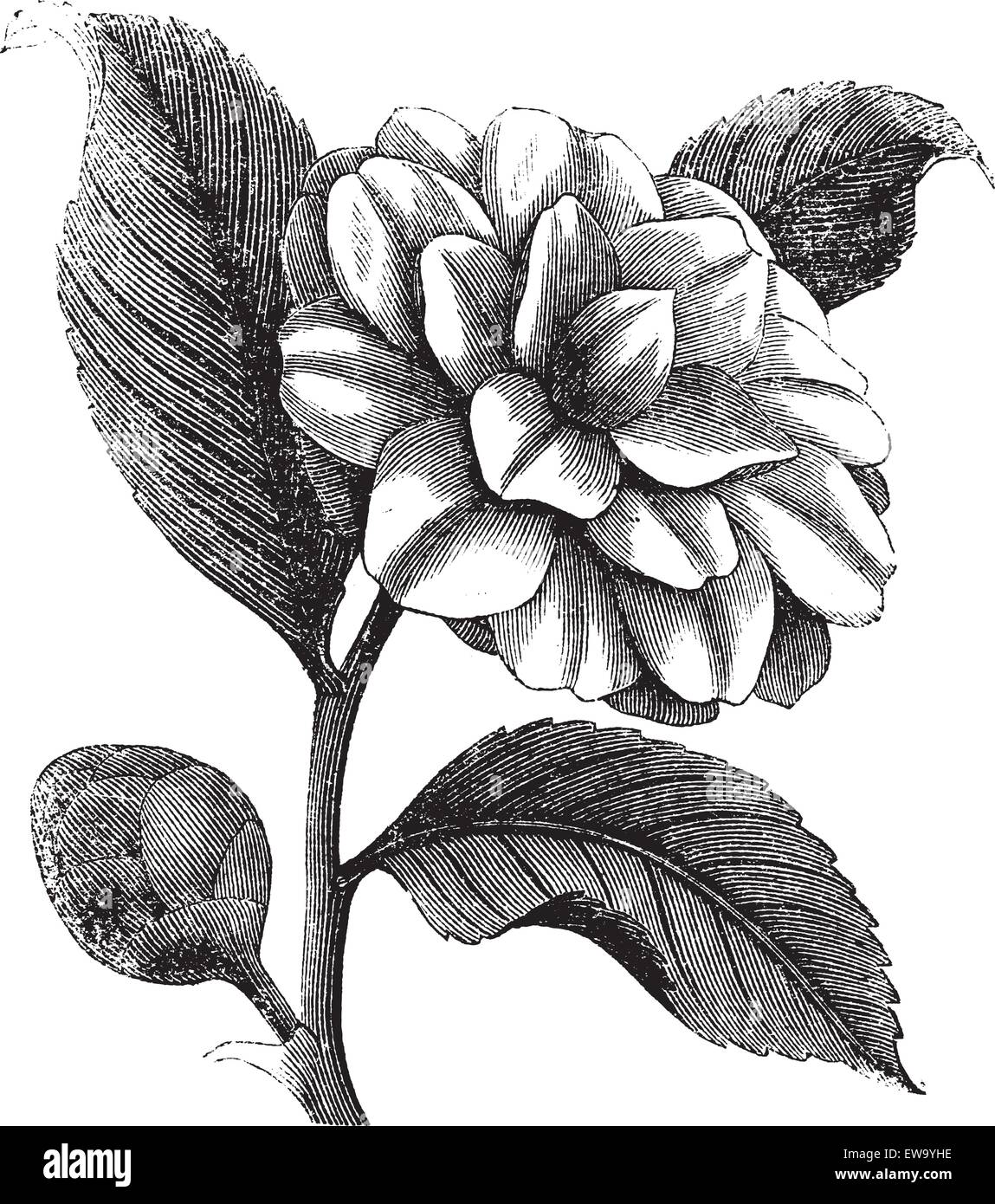 Camellia Japonica or Rose of winter or Theaceae vintage engraving