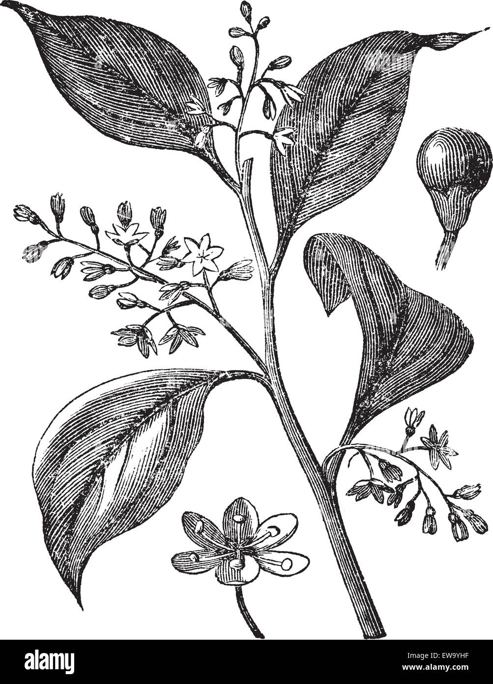 Camphrier officinal or Camphora officinarum or Medicinal plant vintage engraving. Old engraved illustration of camphor tree leaves and flowers. Stock Vector