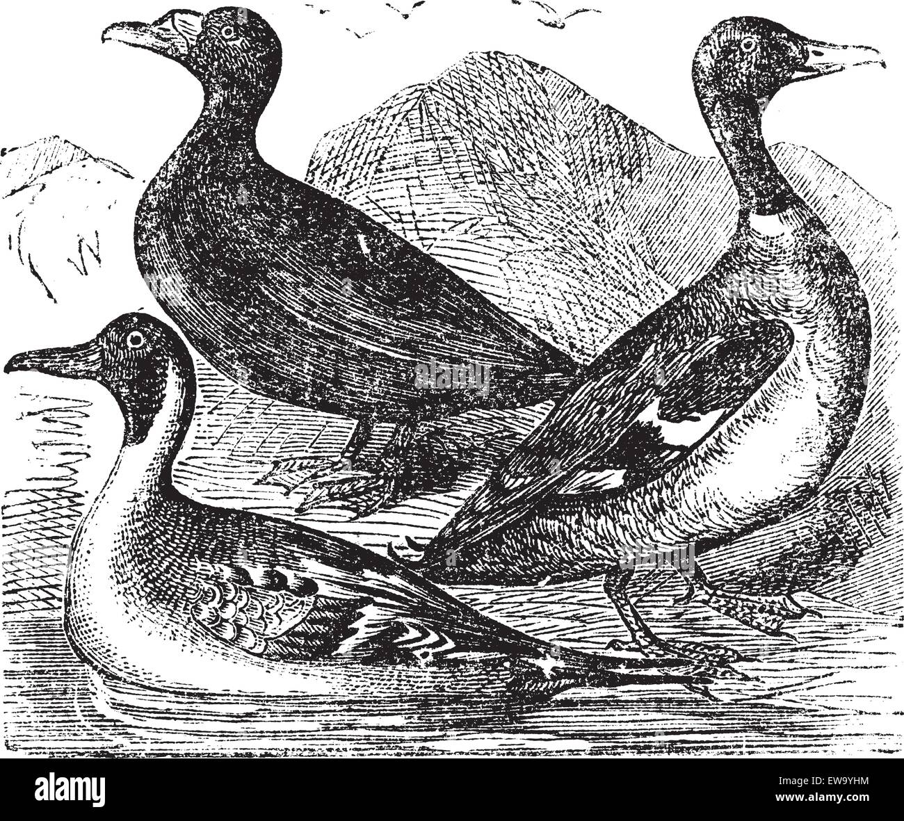 Mallard, Northern Shoveler and common duck or  freshwater duck, drake vintage engraving. Old engraved illustration of wild ducks floating on pond. Stock Vector