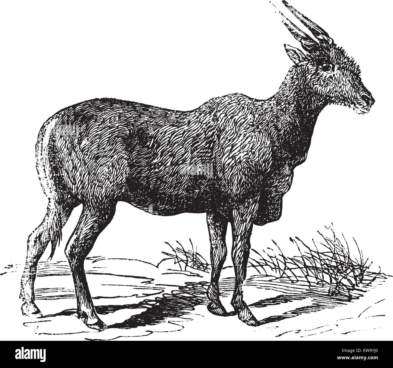 Oreas Canna, Eland or South African antelope vintage engraving. Old engraved illustration of African antelope. Stock Vector