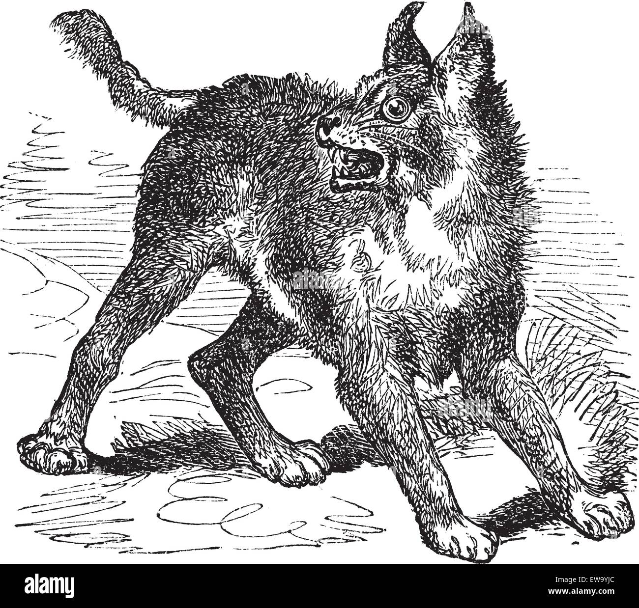 Caracal endangered cat Stock Vector Images - Alamy