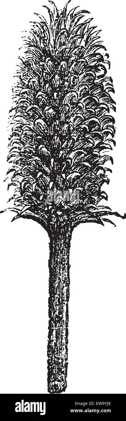 Flower and head of a teasel Fuller or flower and head of Dipsacus fullonum vintage engraving. Old engraved illustration of dipsacus fullonum. Stock Vector