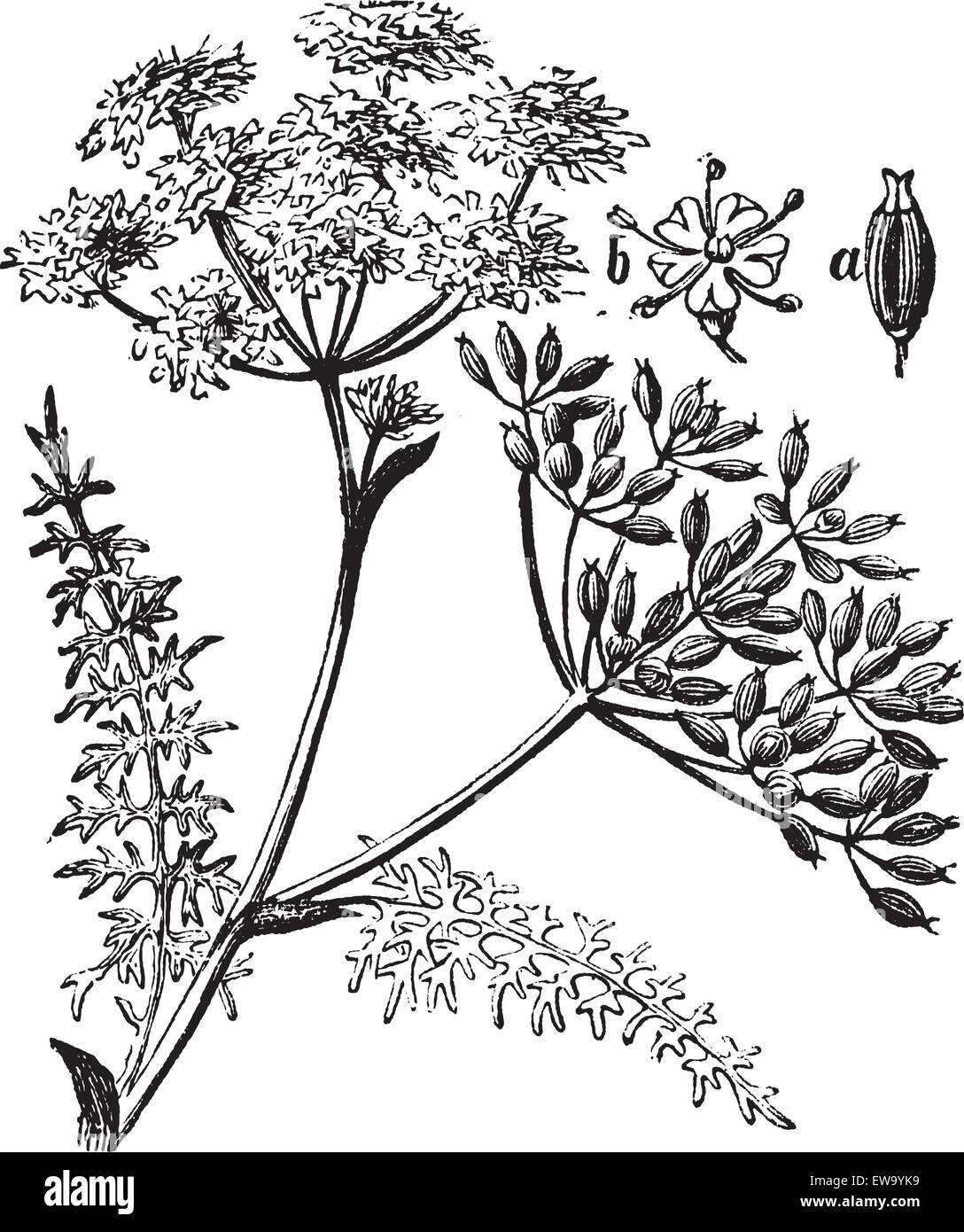 Caraway or Carum carvi or meridian fennel or Persian cumin vintage engraving. Old engraved illustration of caraway plant. Stock Vector