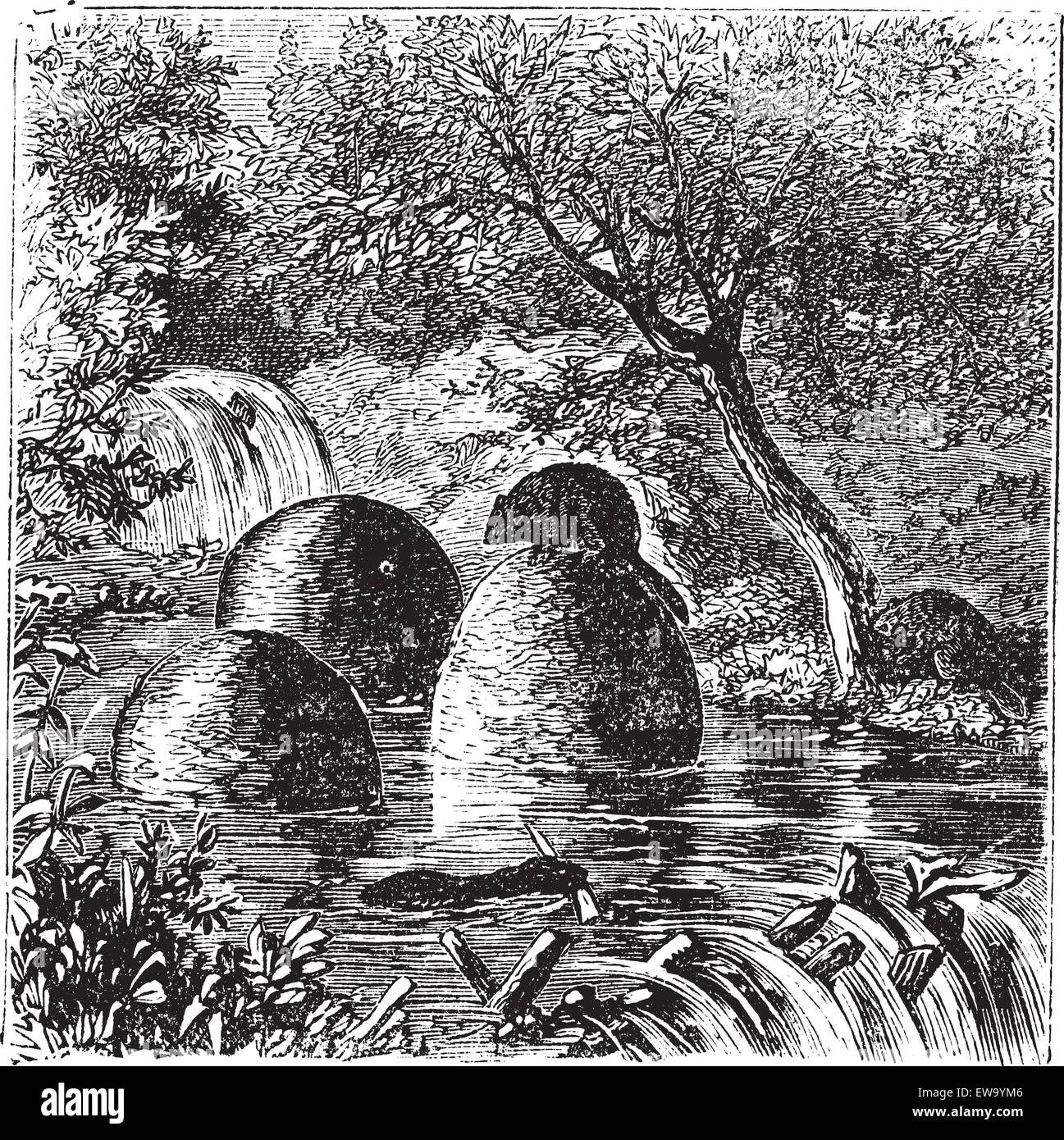 Beaver dam illustration hires stock photography and images Alamy