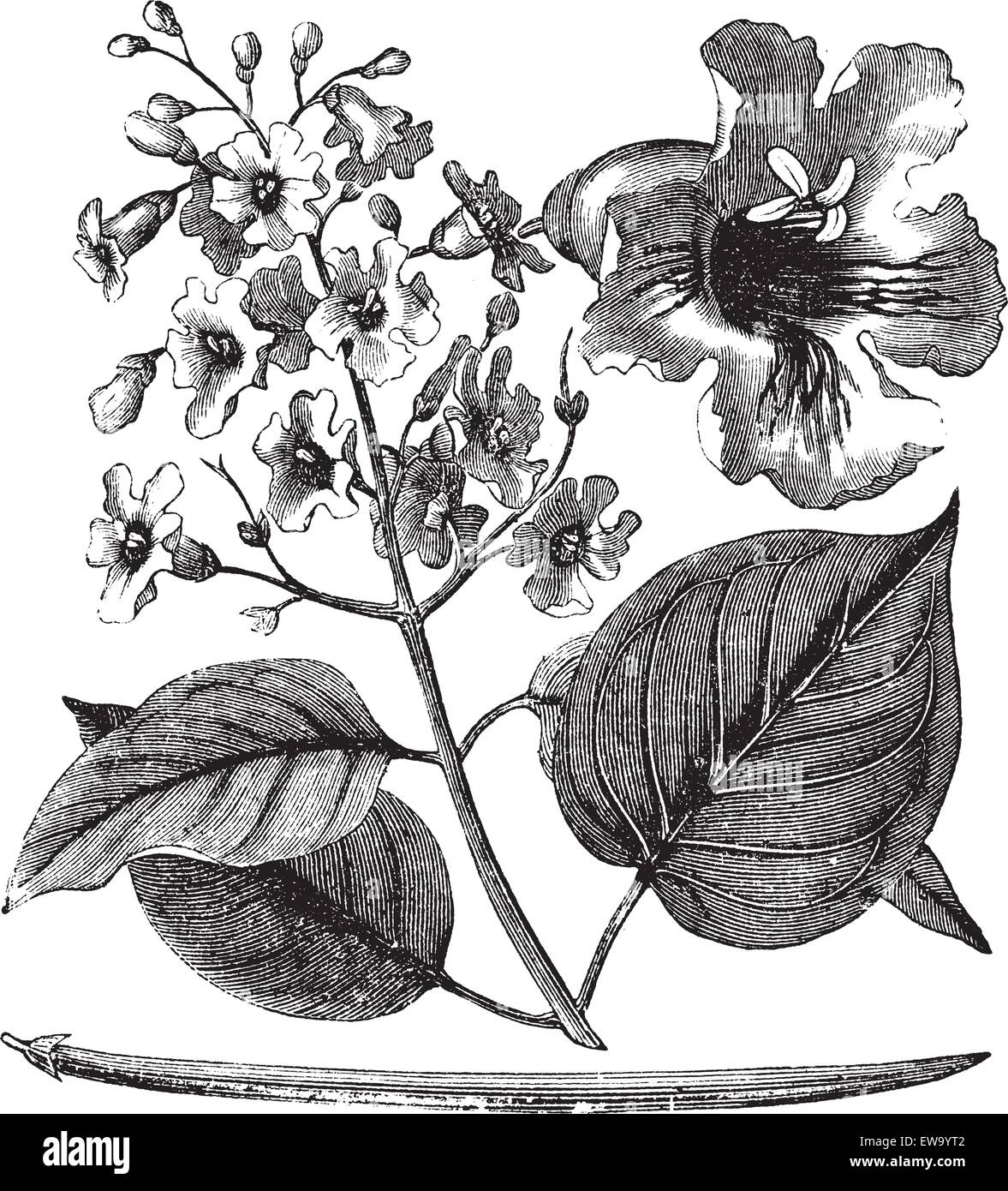 Catalpa bignonioides or cigar tree vintage engraving. Old engraved illustration of blossoms of catalpa tree. Stock Vector