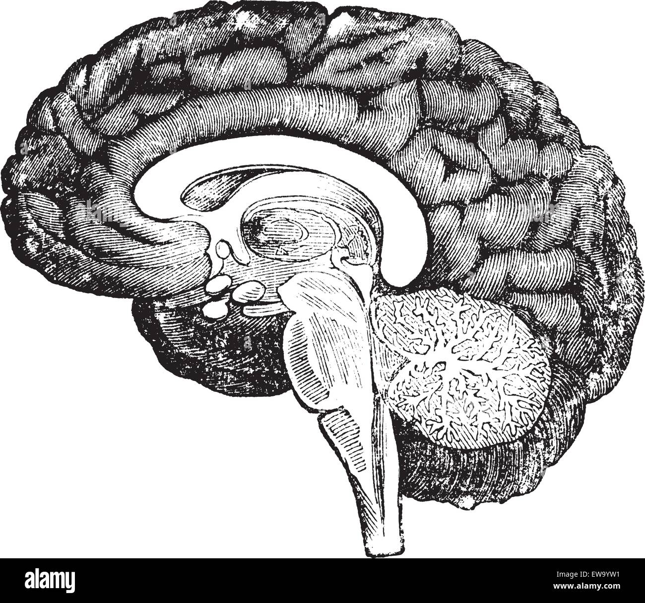 Vertical section of the profile of a human brain vintage engraving