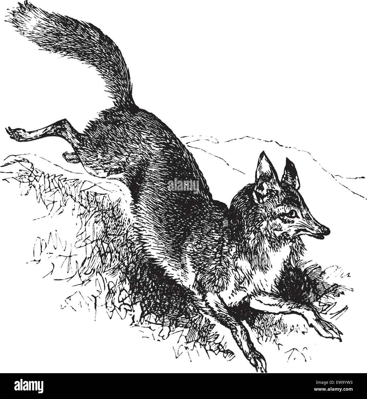 Golden jackal or Canis aureus vintage engraving. Old engraved illustration of alert canis aureus. Stock Vector