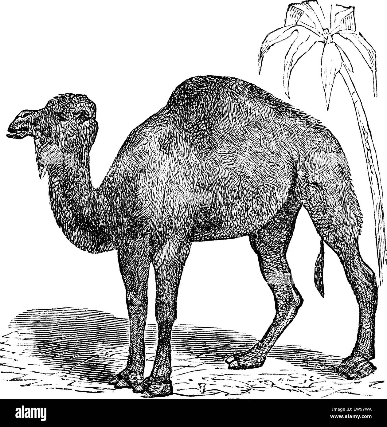 Dromedary, Arabian camel or  Camelus dromedarius vintage engraving. Old engraved illustration of dromedary near palm tree on desert. Stock Vector