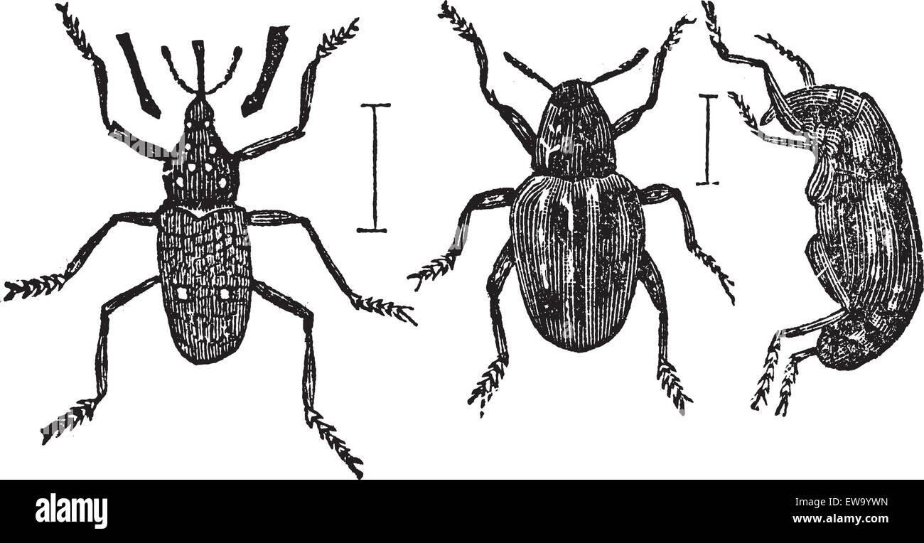 Weevil or Curculionoidea, vintage engraving. Old engraved illustration of typical Weevils showing a long (left) or short (center and right) snouts. Stock Vector