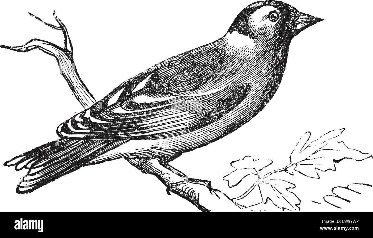 Finch or Fringilla sp., vintage engraving. Old engraved illustration of a Finch perched on a branch. Stock Vector