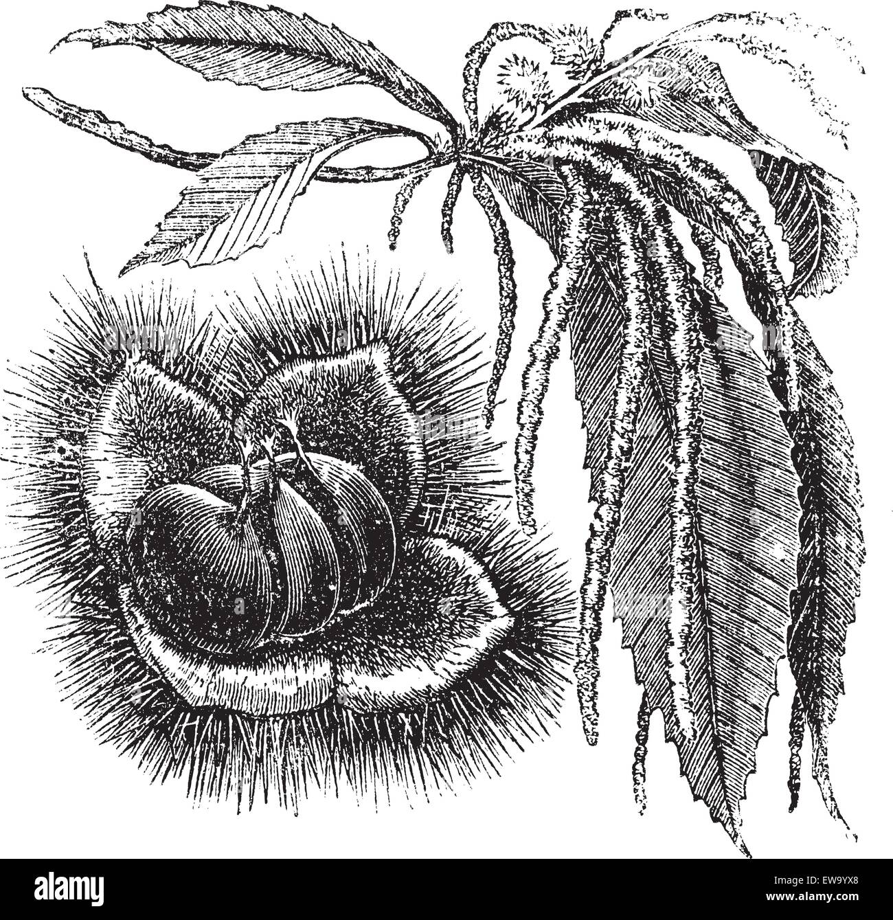 Chestnut or Castanea sp., vintage engraving. Old engraved illustration of a Chestnut plant showing the nut (left) and catkins (right). Stock Vector