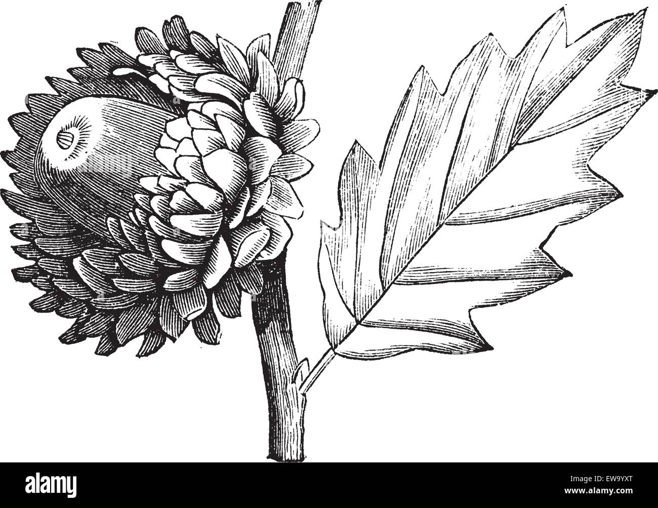Valonia Oak or Quercus macrolepis, vintage engraving. Old engraved illustration of Valonia Oak showing flower with cup-shaped acorn. Stock Vector