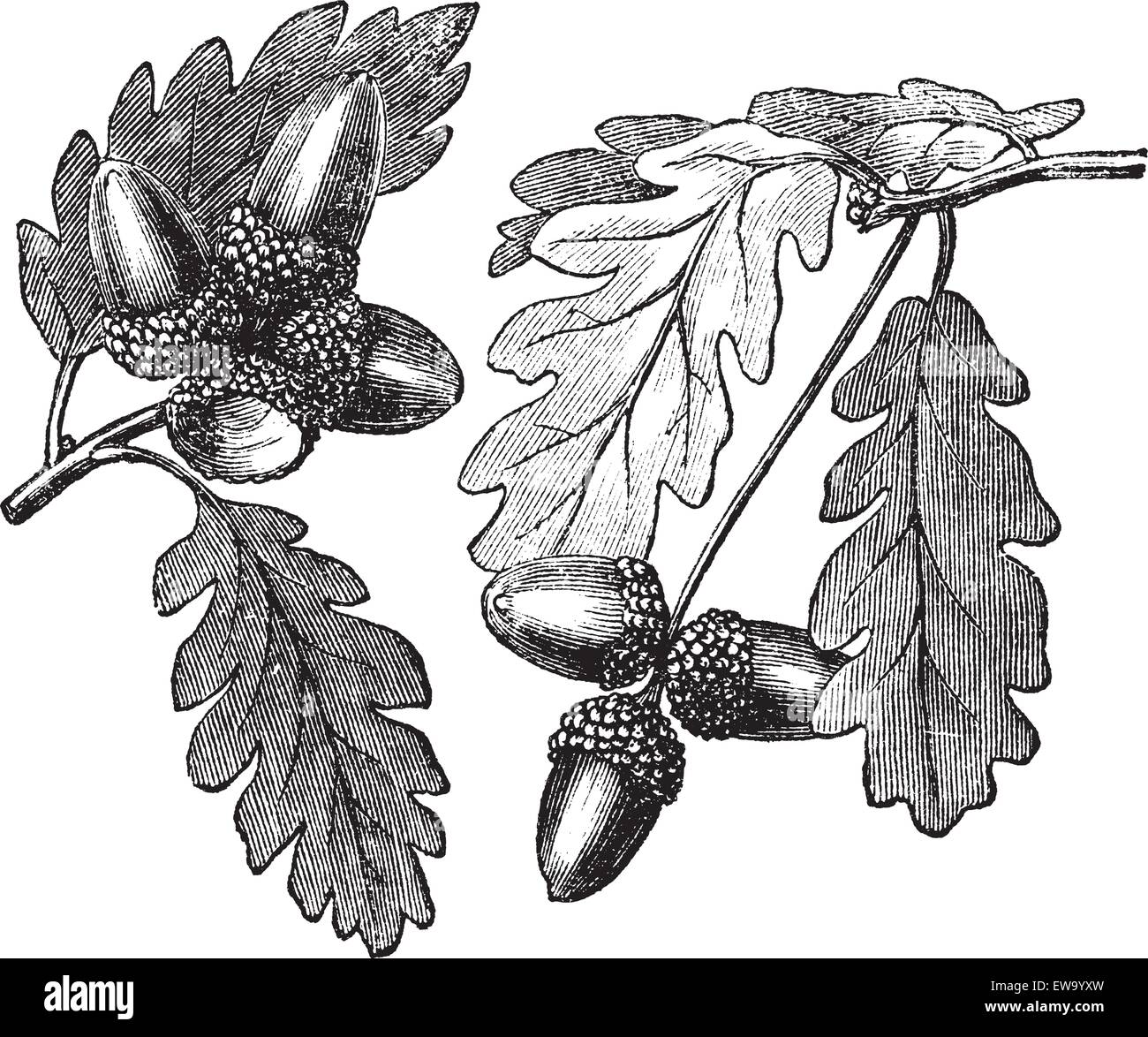 English Oak or Pedunculate Oak or Quercus robur, vintage engraving. Old engraved illustration of English Oak showing acorns. Stock Vector