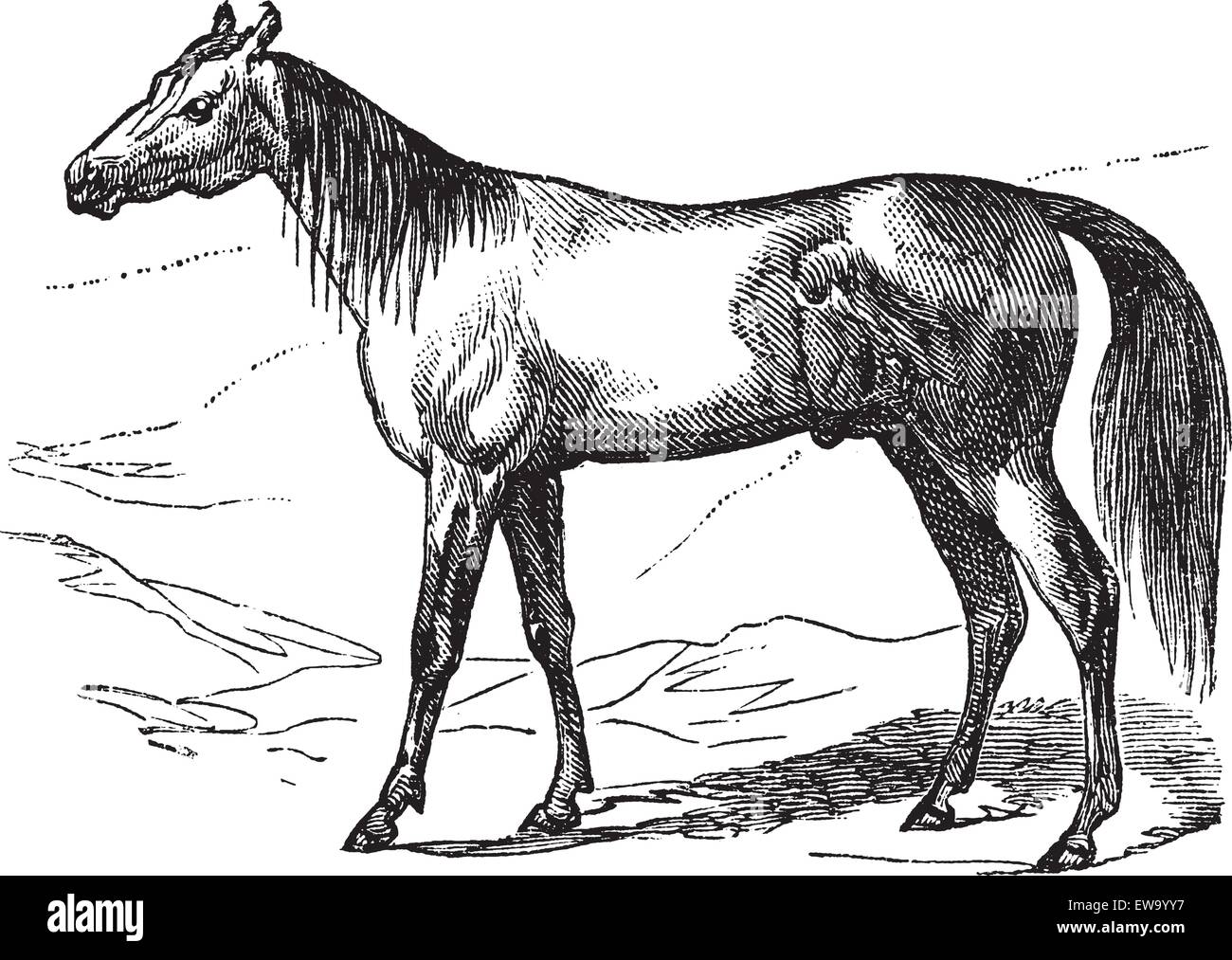 Arabian Horse or Arab Horse or Equus ferus caballus, vintage engraving. Old engraved illustration of Arabian Horse. Stock Vector