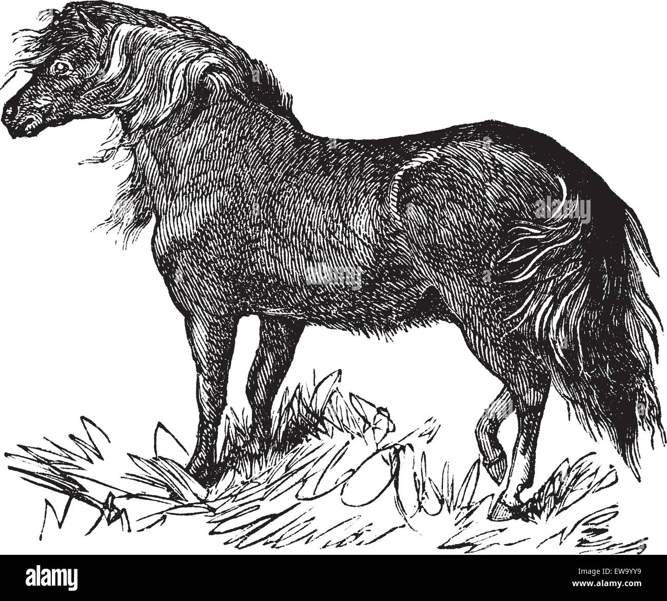 Shetland Pony or Equus ferus caballus, vintage engraving. Old engraved illustration of a Shetland Pony. Stock Vector