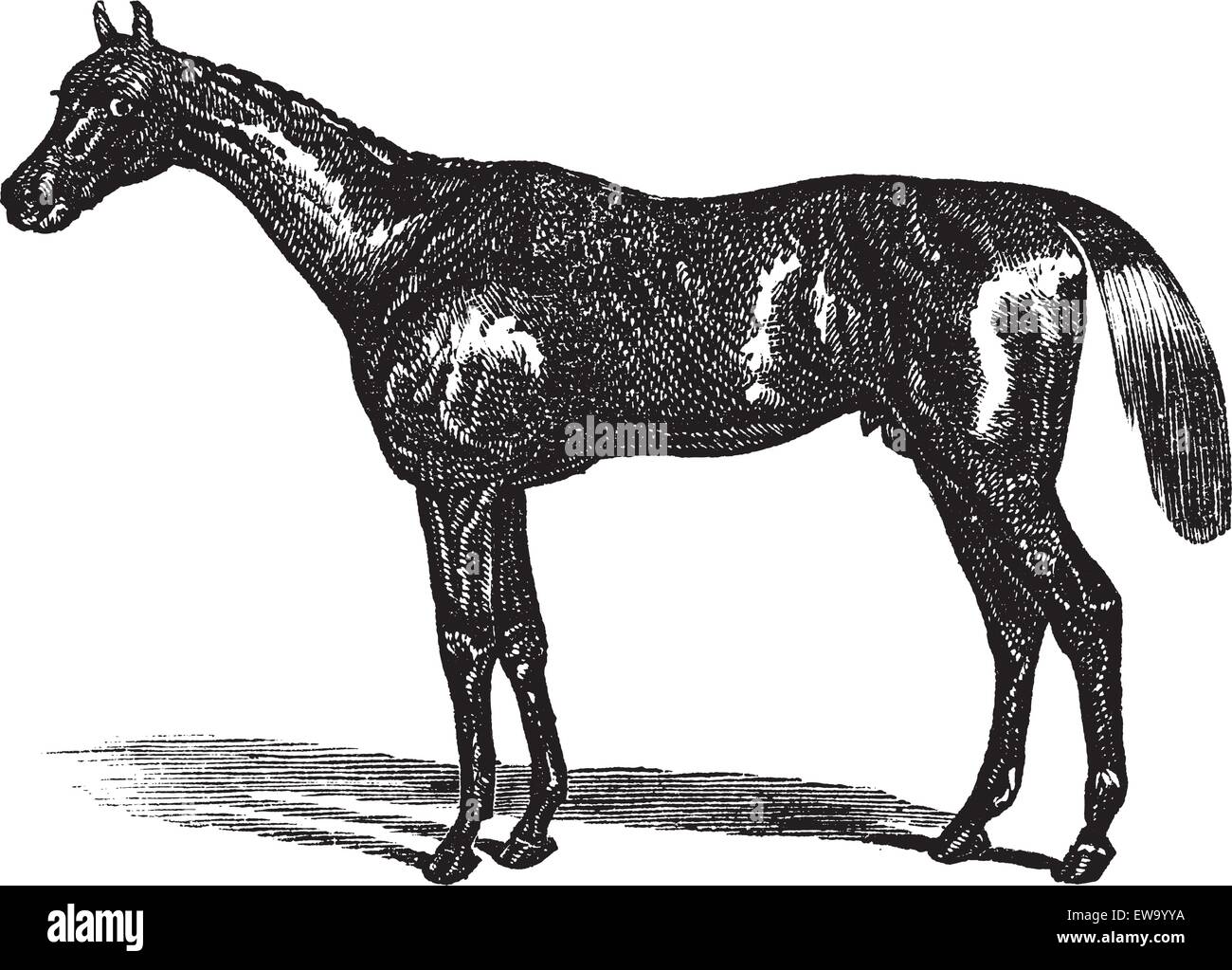Thoroughbred or Equus ferus caballus, vintage engraving. Old engraved illustration of a Thoroughbred. Stock Vector