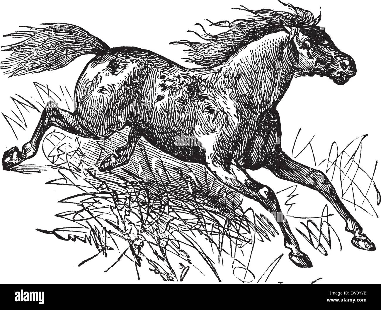 Mustang or Feral Horse, vintage engraving. Old engraved illustration of a Mustang. Stock Vector