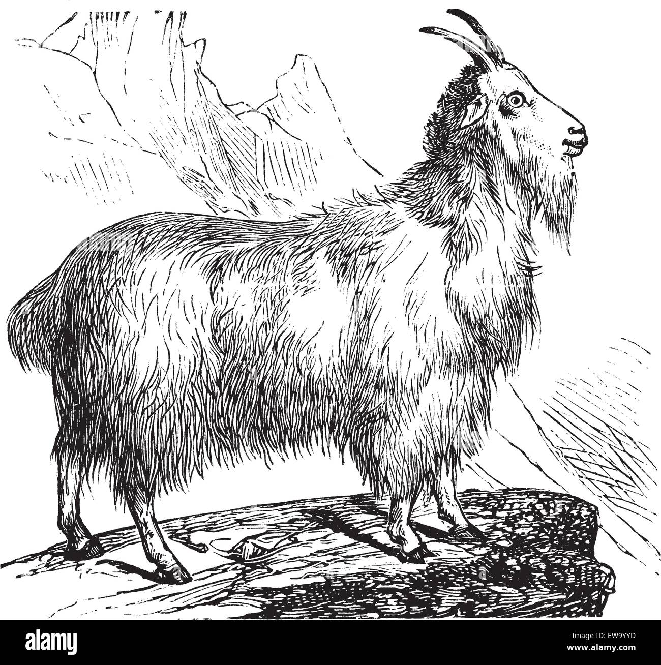 Wild Goat or Capra aegagrus, vintage engraving. Old engraved illustration of Wild Goat. Stock Vector