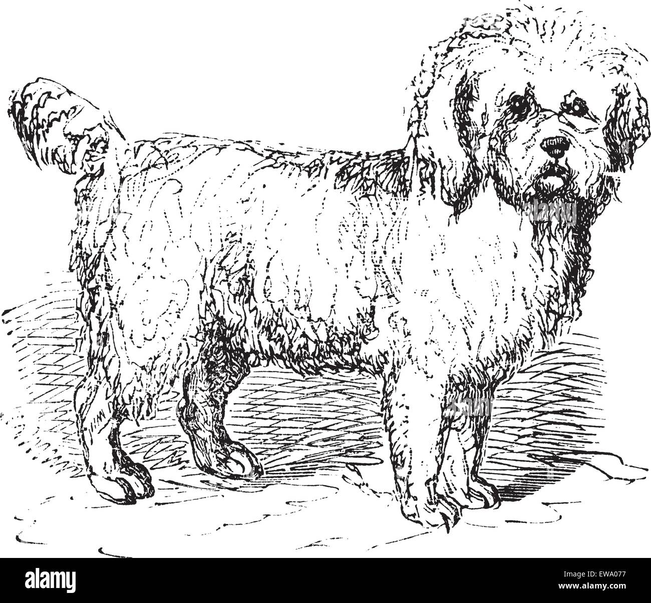 Cockapoo Coloring Pages