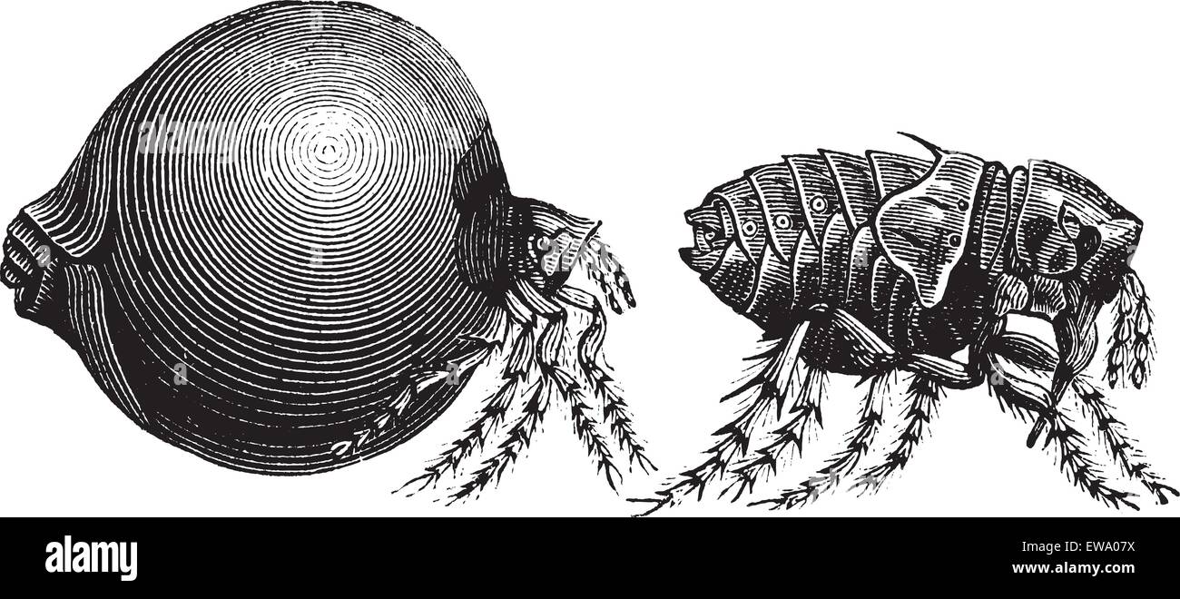 Tick, vintage engraving. Old engraved illustration of a Tick showing female tick (left) and male tick (right). Stock Vector