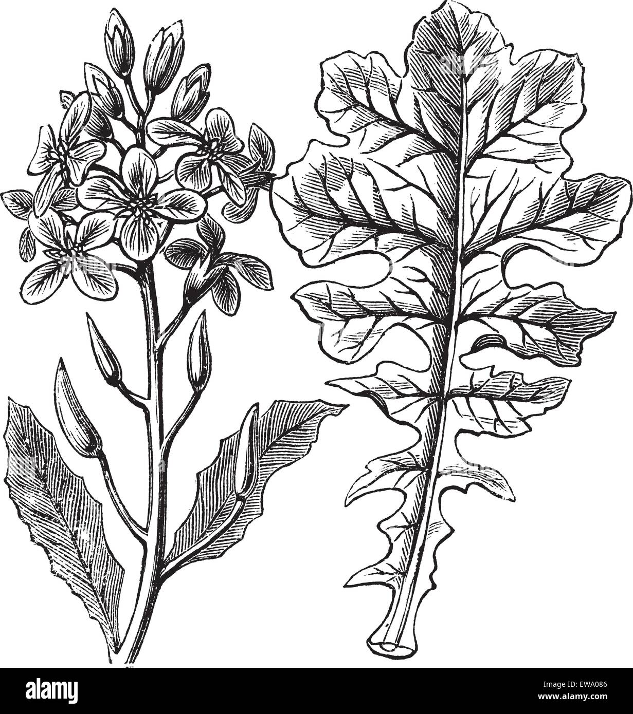 Violet Cabbage or Moricandia sp., vintage engraving. Old engraved illustration of a Violet Cabbage showing flowers (left) and leaf (right). Stock Vector