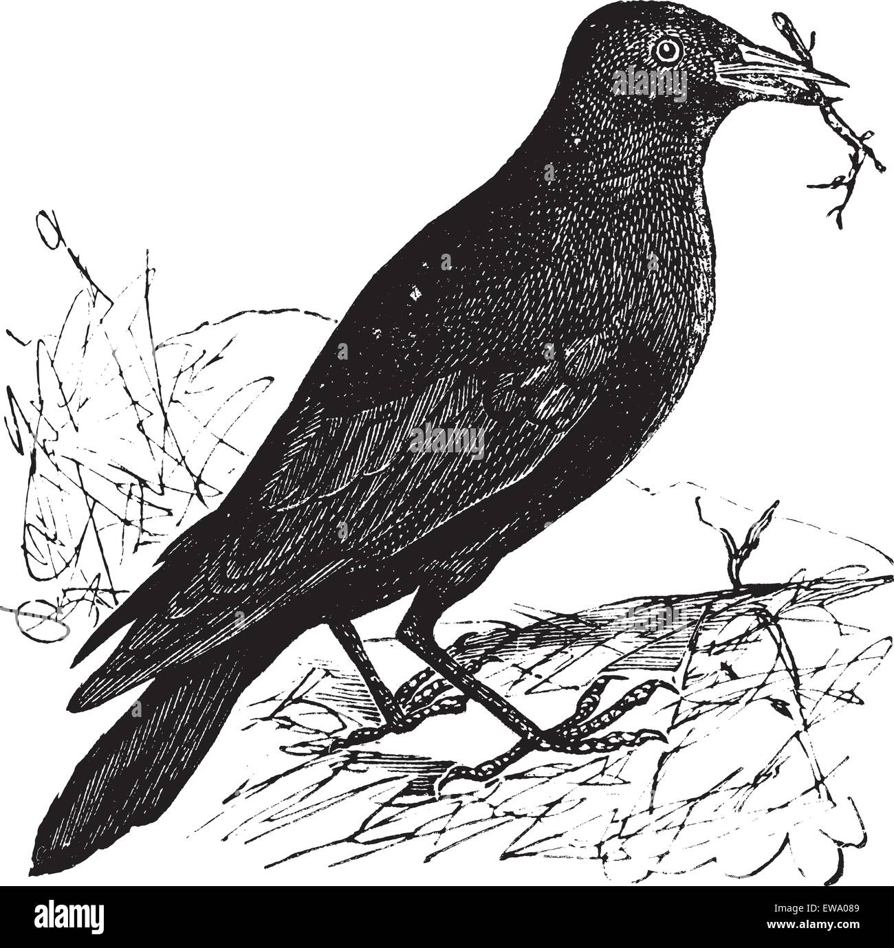 Jackdaw or Corvus monedula, vintage engraving. Old engraved illustration of a Jackdaw. Stock Vector