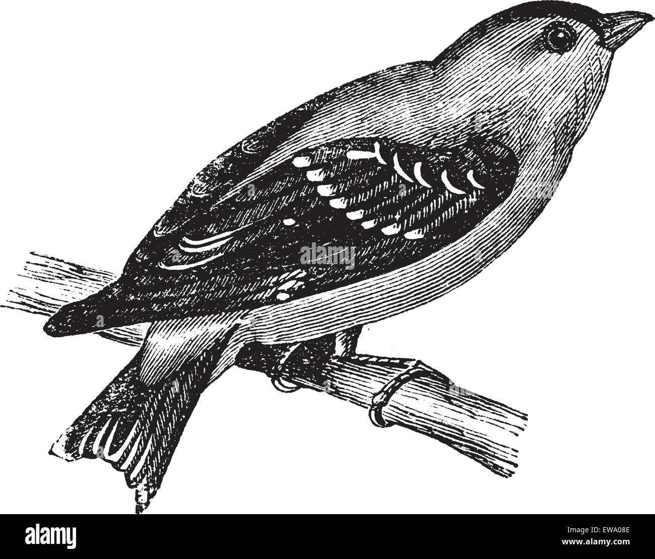 Wild Canary or American Goldfinch or Eastern Goldfinch, vintage engraving. Old engraved illustration of a Wild Canary. Stock Vector