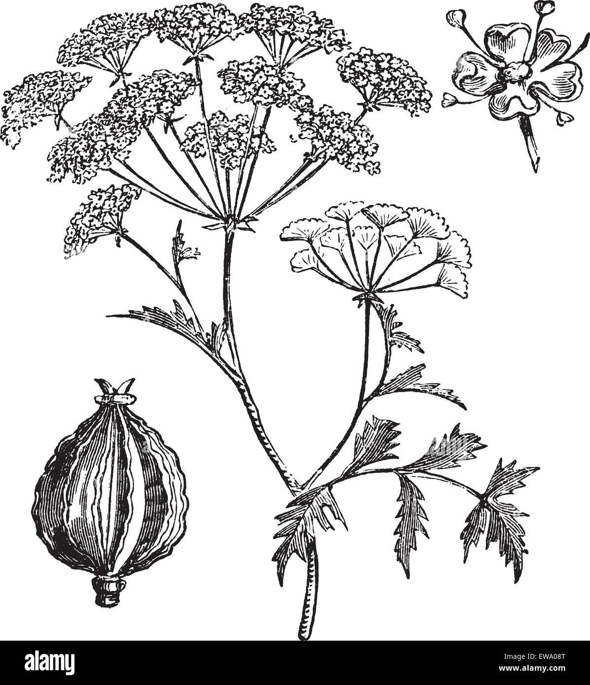Hemlock or Poison Hemlock or Conium maculatum, vintage engraving. Old engraved illustration of Hemlock. Stock Vector