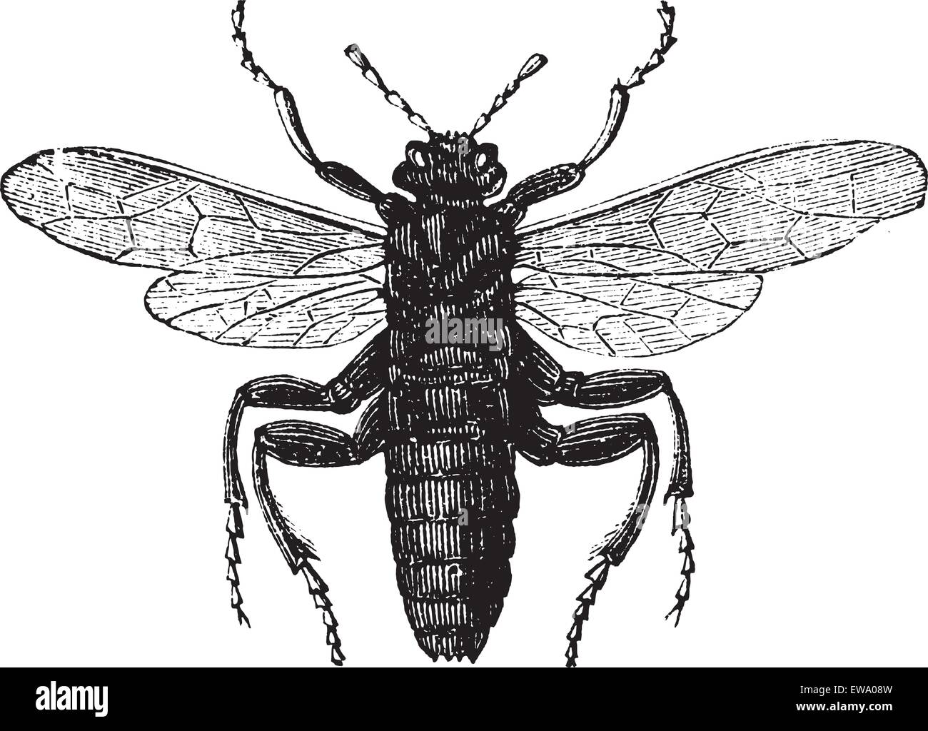Elm Sawfly or Cimbex ulmi, vintage engraving. Old engraved illustration of an Elm Sawfly. Stock Vector