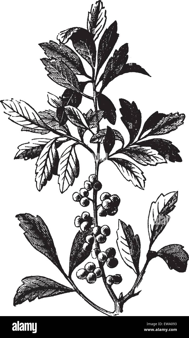 Southern Wax Myrtle or Southern Bayberry or Candleberry or Tallow or Myrica cerifera, vintage engraving. Old engraved illustration of a Southern Wax Myrtle showing berries. Stock Vector