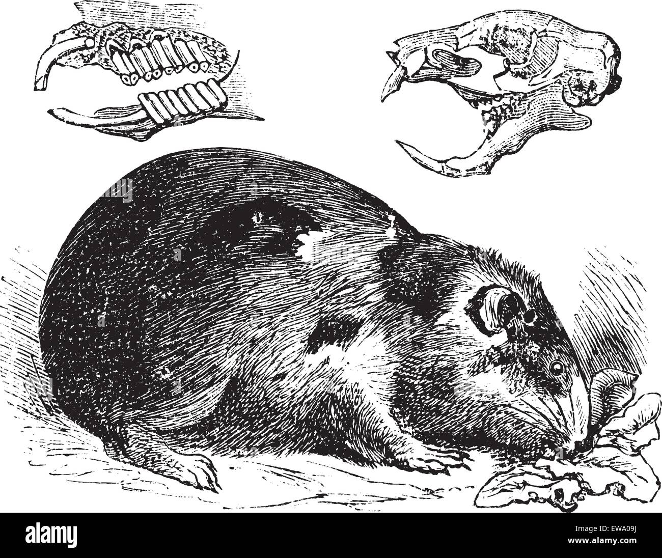 Guinea pig or Cavy or Cavia porcellus, vintage engraving. Old engraved illustration of a Guinea pig showing jaw bones and teeth (upper left) and skull bone (upper right). Stock Vector