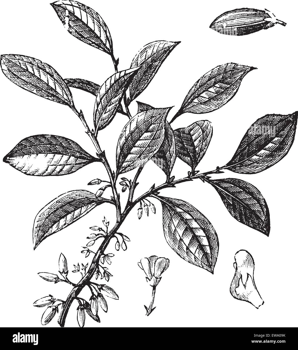 Cocaine or Coca or Erythroxylum coca, vintage engraving. Old engraved illustration of a Cocaine plant showing flowers. Stock Vector