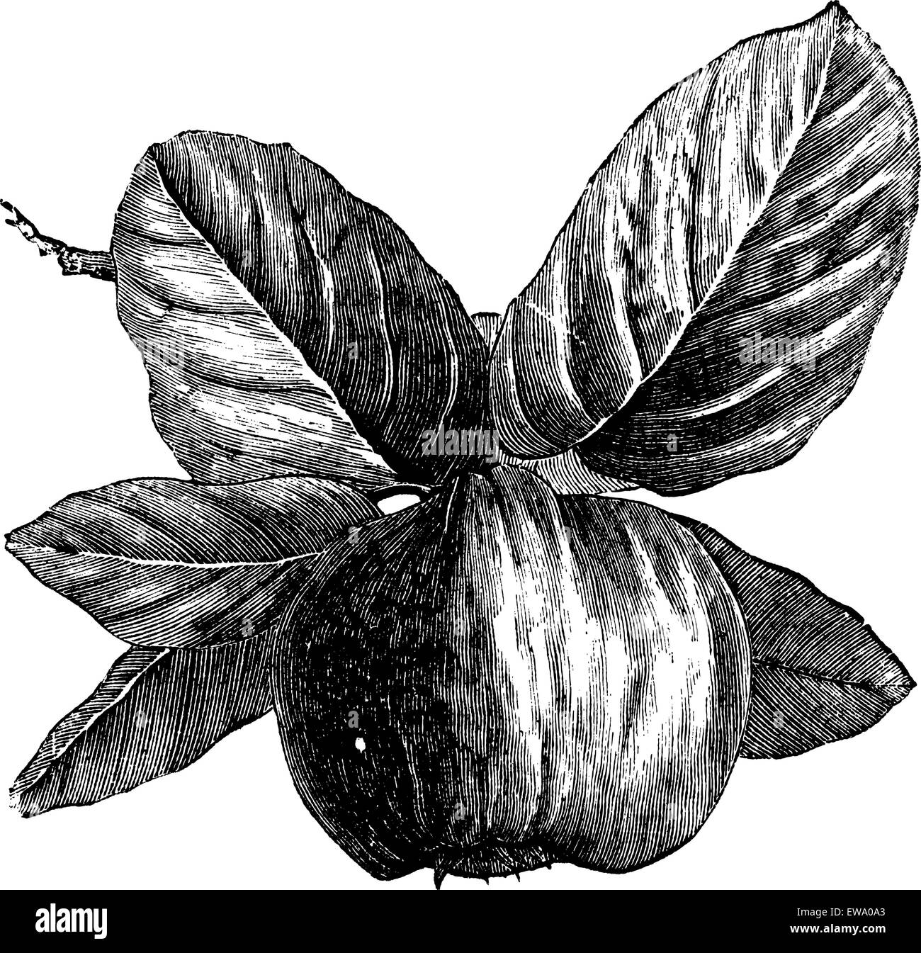 Quince or Cydonia oblonga, vintage engraving. Old engraved illustration of a Quince. Stock Vector