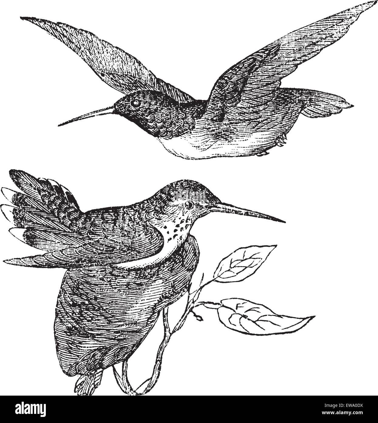 Anna's Hummingbird or Calypte anna, vintage engraving. Old engraved illustration of Anna's Hummingbird showing male bird (top) and female bird (bottom). Stock Vector