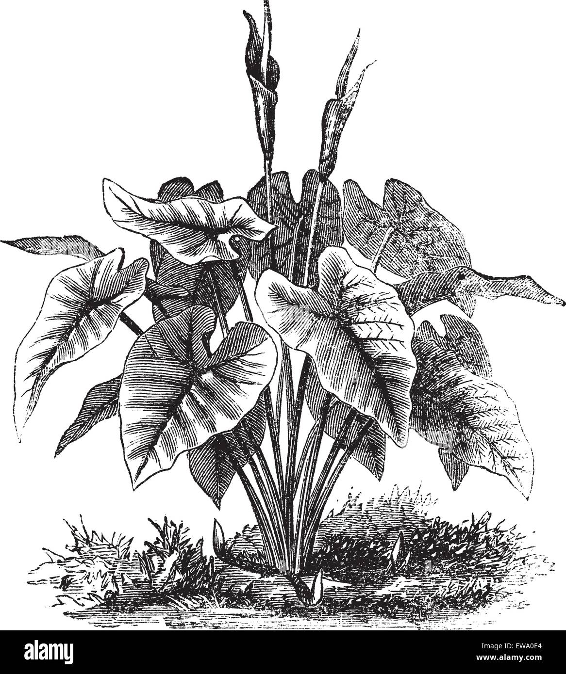 Elephant Ear or Heart of Jesus or Angel Wings or Caladium sp., vintage engraving. Old engraved illustration of an Elephant Ear plant. Stock Vector
