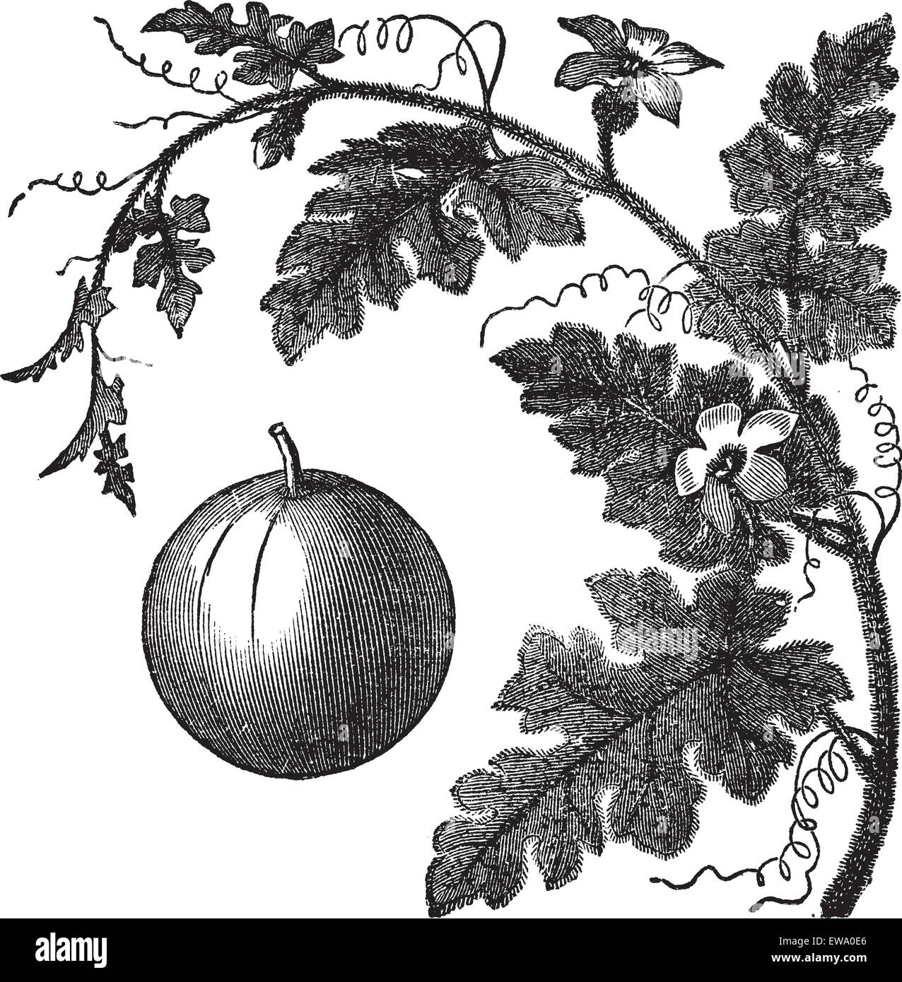 Colocynth or Bitter Apple or Bitter Cucumber or Egusi or Vine of Sodom or Citrullus colocynthis, vintage engraving. Old engraved illustration of a Colocynth showing fruit. Stock Vector