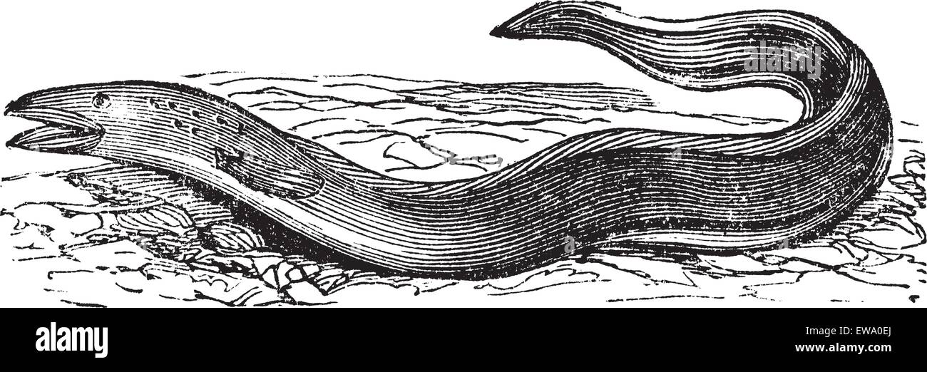 Conger Eel or Conger sp., vintage engraving. Old engraved illustration of a Conger Eel. Stock Vector