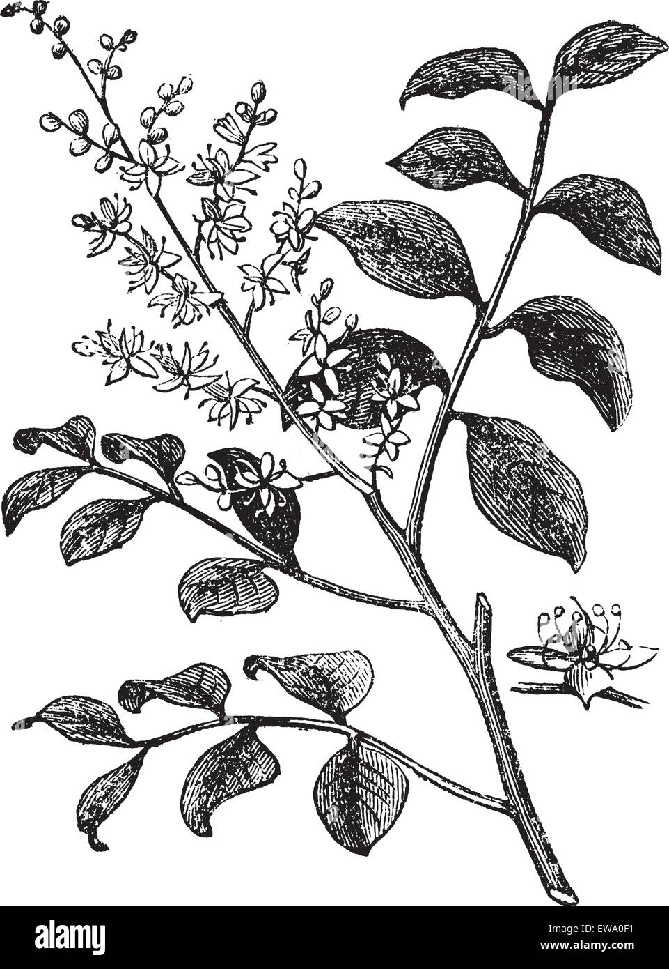 Diesel Tree or Kerosene Tree or Kupa'y or Cabismo or Copauva Cabimo or Copaifera sp., vintage engraving. Old engraved illustration of Diesel Tree branch showing flowers. Stock Vector