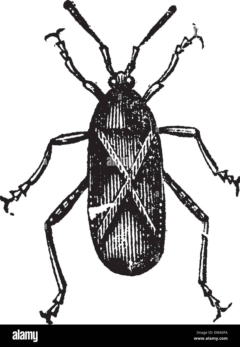 Orange-tipped Leaf-footed Squash Bug or Anasa tristis, vintage engraving. Old engraved illustration of an Orange-tipped Leaf-footed Bug. Stock Vector