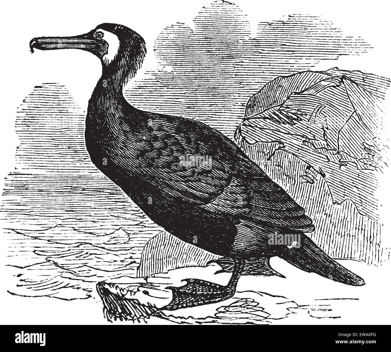 Great Cormorant or Great Black Cormorant or Black Cormorant or Black Shag or Phalacrocorax carbo, vintage engraving. Old engraved illustration of a Great Cormorant. Stock Vector