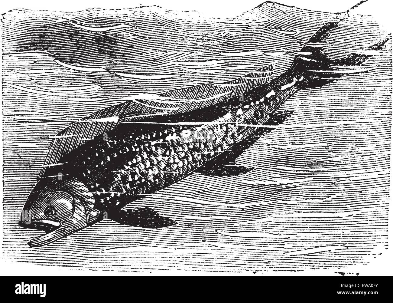 Dolphinfish or Dorado or Coryphaena sp., vintage engraving. Old engraved illustration of a Dolphinfish. Stock Vector